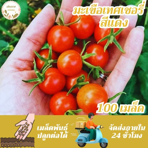 เมล็ดพันธุ์ มะเขือเทศเชอรี่ 15 เมล็ด Lycopersicon esculentum เมล็ดพันธุ์แท้ นำเข้าจากต่างประเทศ ปลูกผัก สวนครัว รูปที่ 2