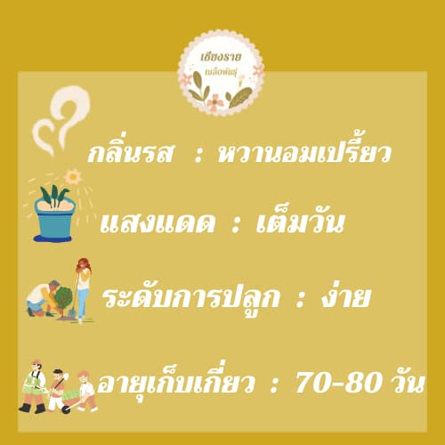 เมล็ดพันธุ์ มะเขือเทศเชอรี่ 15 เมล็ด Lycopersicon esculentum เมล็ดพันธุ์แท้ นำเข้าจากต่างประเทศ ปลูกผัก สวนครัว รูปที่ 3