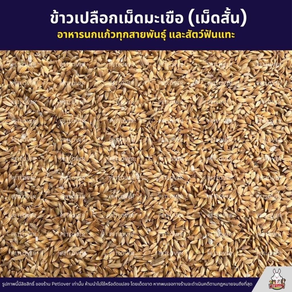 ข้าวเปลือกเม็ดมะเขือ เม็ดสั้น อาหารนกแก้วทุกสายพันธุ์ หนูแฮมสเตอร์ ไก่ชน ไก่แจ้ รูปที่ 2