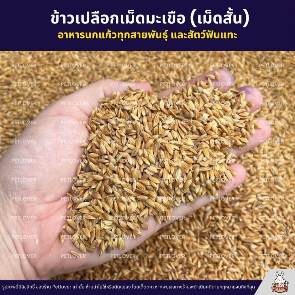 ข้าวเปลือกเม็ดมะเขือ เม็ดสั้น อาหารนกแก้วทุกสายพันธุ์ หนูแฮมสเตอร์ ไก่ชน ไก่แจ้ รูปที่ 3