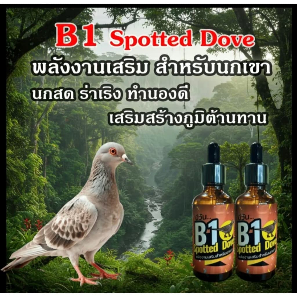 B1 Spotted Dove วิตามินนกเขา รูปที่ 5