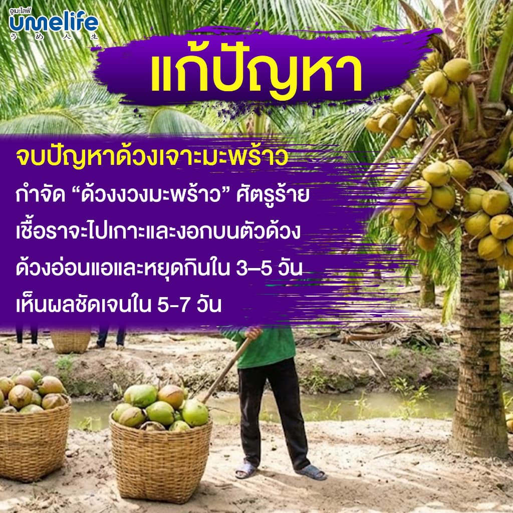 อูเมะไลฟ์ เมธาไรเซียม 100 กรัม กำจัดด้วง ตัวอ่อนด้วง กำจัดปลวก กำจัดแมลงใต้ดิน ช่วยให้ต้นไม้สมบูรณ์ รูปที่ 2