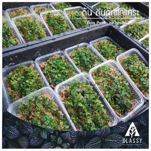 กิ่งตัดสด ต้นตีนตุ๊กแกแคระ Ficus Pumila var.minima ต้นไม้ตกแต่งTerrarium สวนตู้ชื้น รูปที่ 3