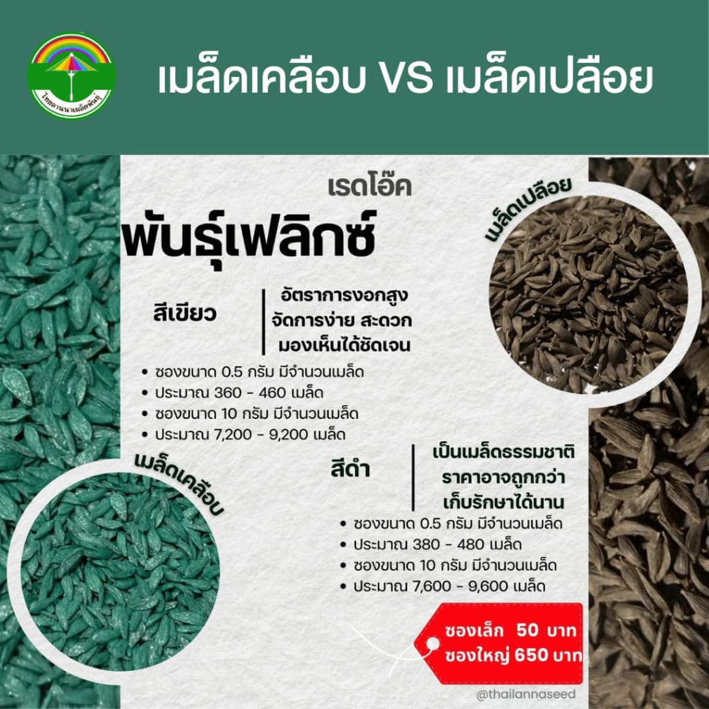 เมล็ดพันธุ์ผักสลัด กรีนโอ๊ค พันธุ์เฟลิกซ์ รหัสสินค้า SSC 1039 รูปที่ 3