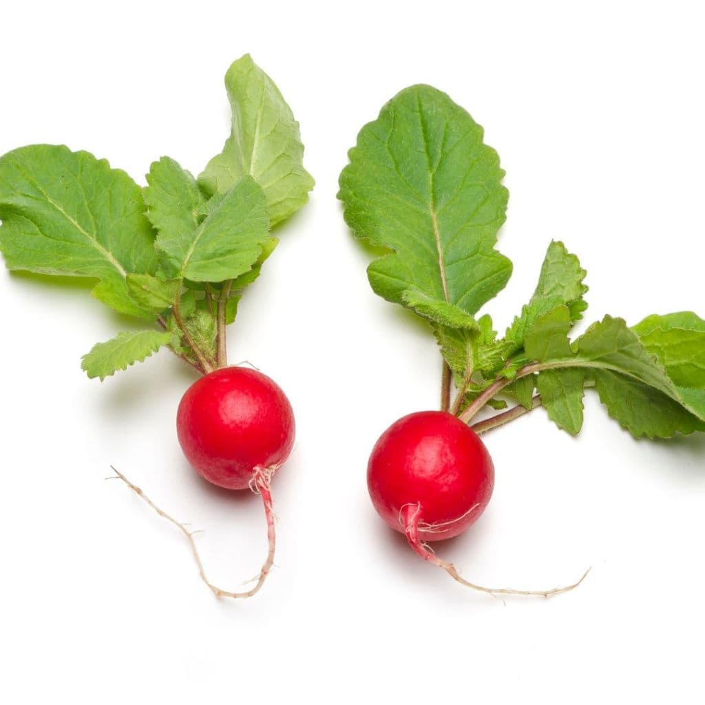 เมล็ดพันธุ์หัวไชเท้า Cherry Belle | Radish Seeds Cherry Belle โตเร็ว 20-25 วัน ปลูกง่าย | Non-GMO ปลูกกระถางหรือแปลงผั รูปที่ 3