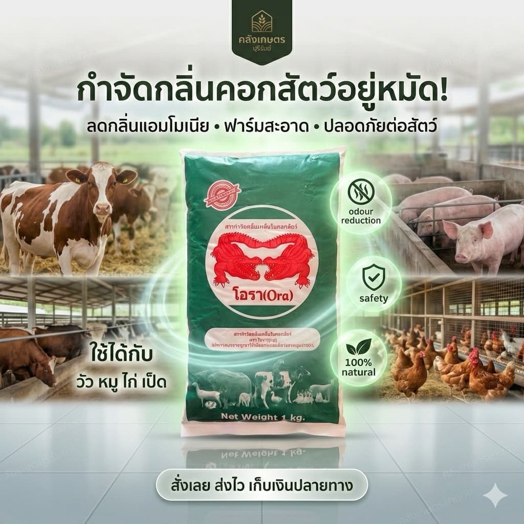 กำจัดกลิ้นเหม็นในคอกสัตว์ อาหารเสริมจิ้งหรีด โอรา ORA บรรจุ 1 KG. เหมาะกับสัตว์ทุกชนิด ปลอดภัยต่อคนและสัตว์ รูปที่ 2