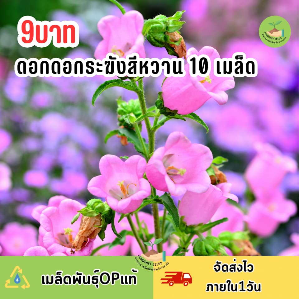 เมล็ดพันธุ์ดอกระฆังสีหวาน 10 เมล็ด รูปที่ 1