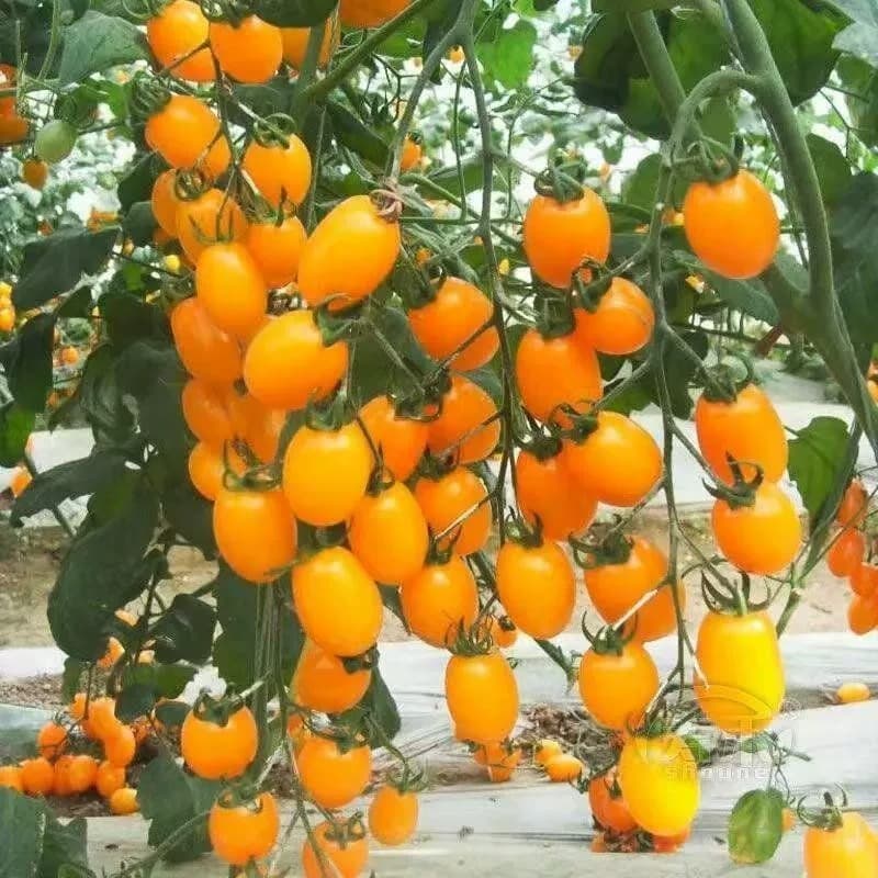 เมล็ดพันธุ์มะเขือเทศเชอรี่สีเหลือง 200 เมล็ด เมล็ดปลูกผักผลไม้ รูปที่ 7