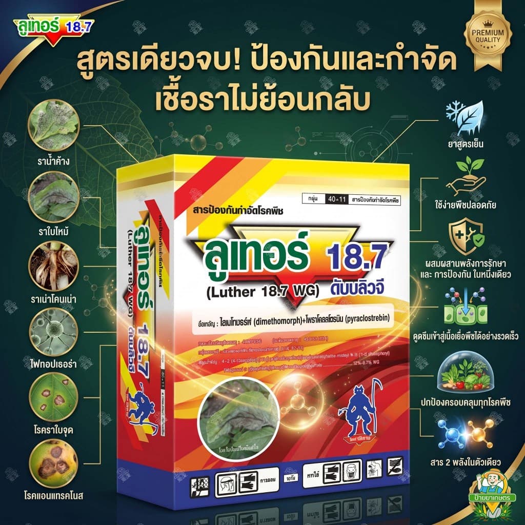 ลูเทอร์ 18.7 ยาเย็น ไดเมโทมอร์ฟ + ไพราโคลสโตรบิน โรคเน่า ใบไหม้ ใบจุด ราน้ำค้าง รากเน่า รูปที่ 1