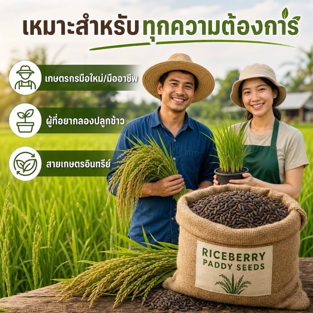 เมล็ดพันธุ์ข้าวไรซ์เบอร์รี่ ปลูกง่าย งอกไว ข้าวเปลือกคัดมือ เมล็ดสมบูรณ์ ปลูกได้ทุกพื้นที่ รูปที่ 7