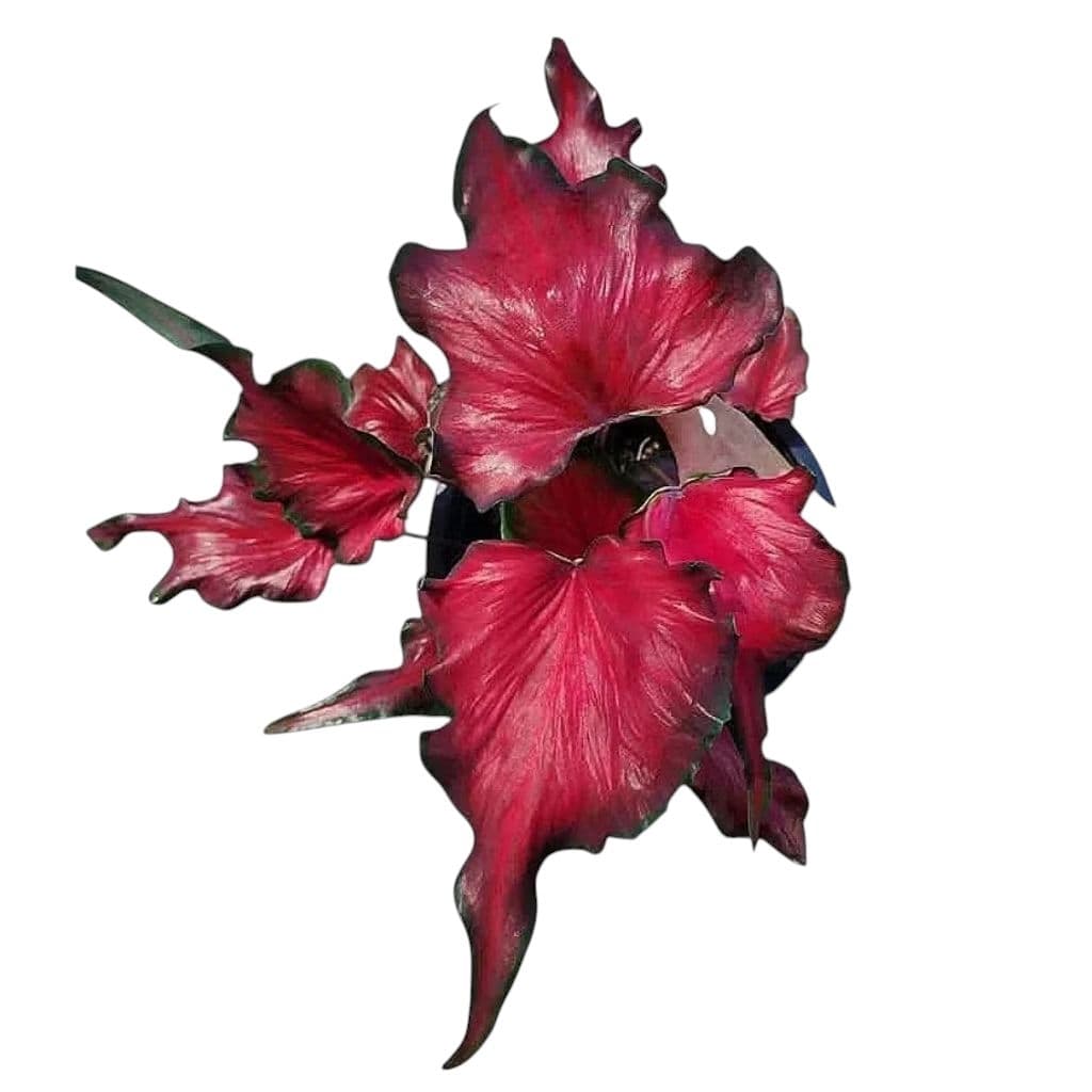 บอนสีฮองเฮา/ตะละกุสุมา/นางไหม รวมบอนสีหลากหลายสีสัน รูปที่ 1
