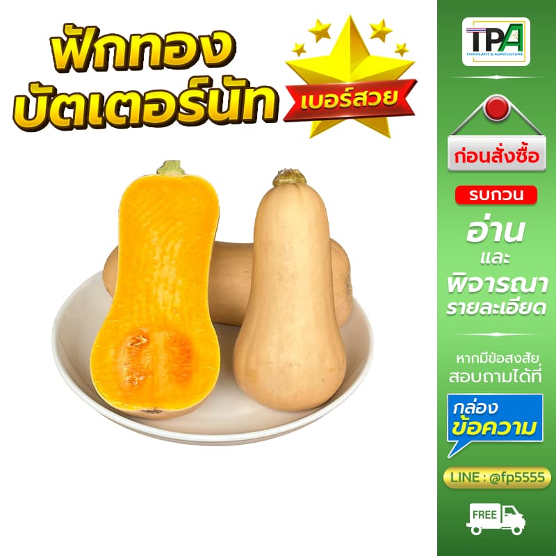 ฟักทองบัตเตอร์นัท 1, 2, 3, 4, 5 กก. - Butternut Squash . รูปที่ 1