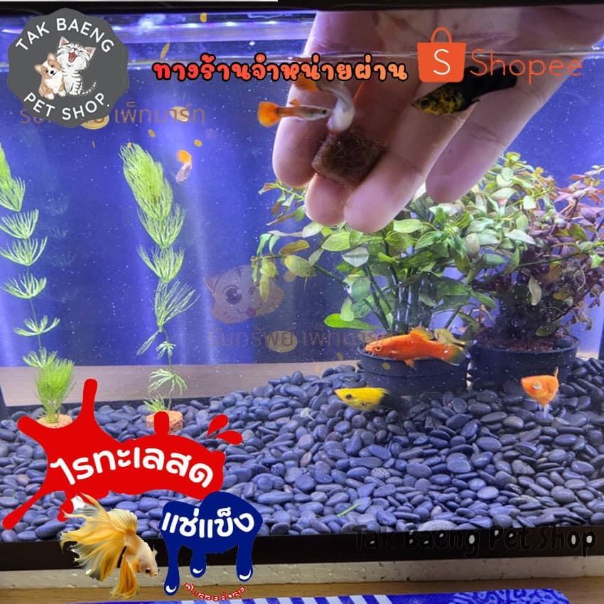 ส่งรวดเร็ว ไรทะเลแช่แข็ง ยี่ห้อ โฮชิ ตัวเลือก 1-3 แพ็ค ฟรี ถุงเก็บความเย็น อาหารปลาสัตว์น้ำ จำหน่ายผ่าน shopee รูปที่ 1