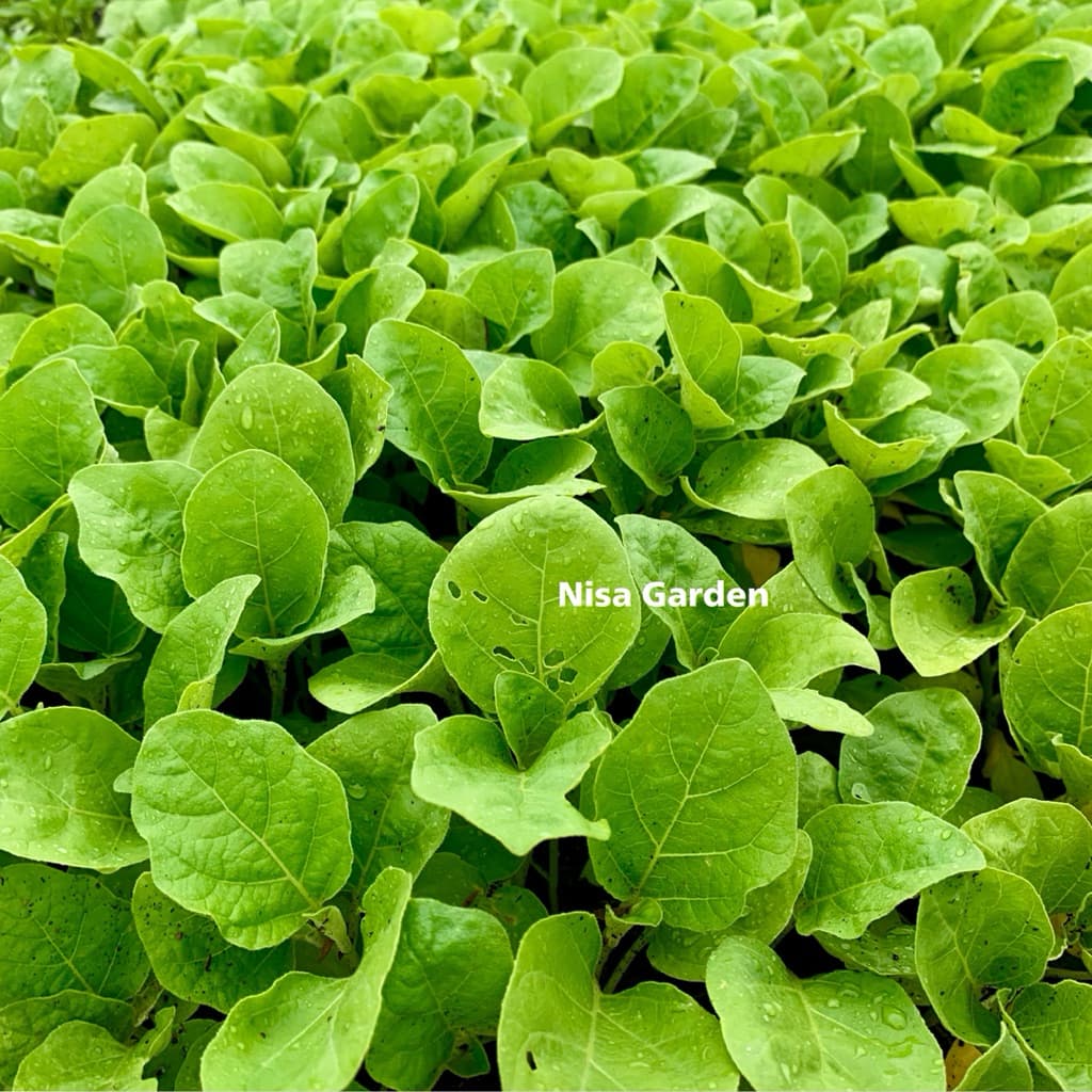 Nisa Garden ต้นกล้ามะเขือยาว F1 ท็อปกัน ตราศรแดง แข็งแรง โตเร็ว รูปที่ 2
