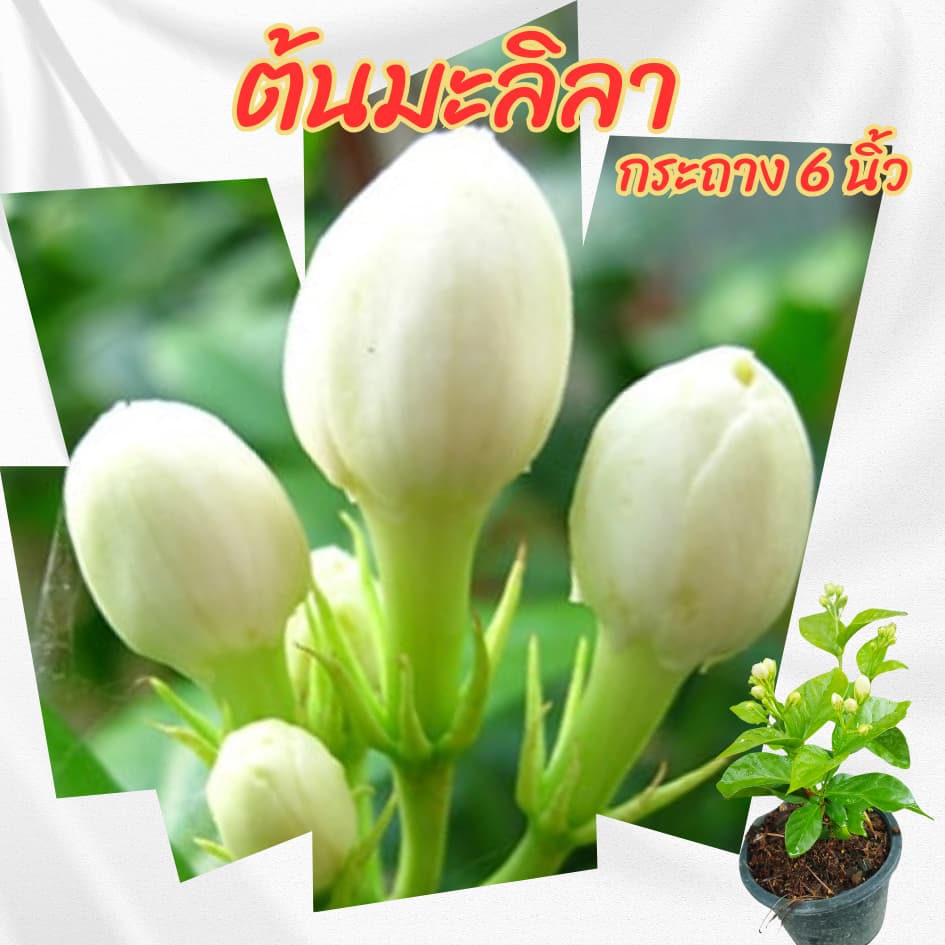 ต้นมะลิลา กระถาง 6 นิ้ว รูปที่ 1