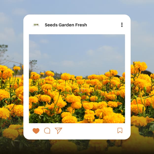 เมล็ดพันธุ์ดอกดาวเรืองสีเหลือง บรรจุ 300 เมล็ด รูปที่ 6