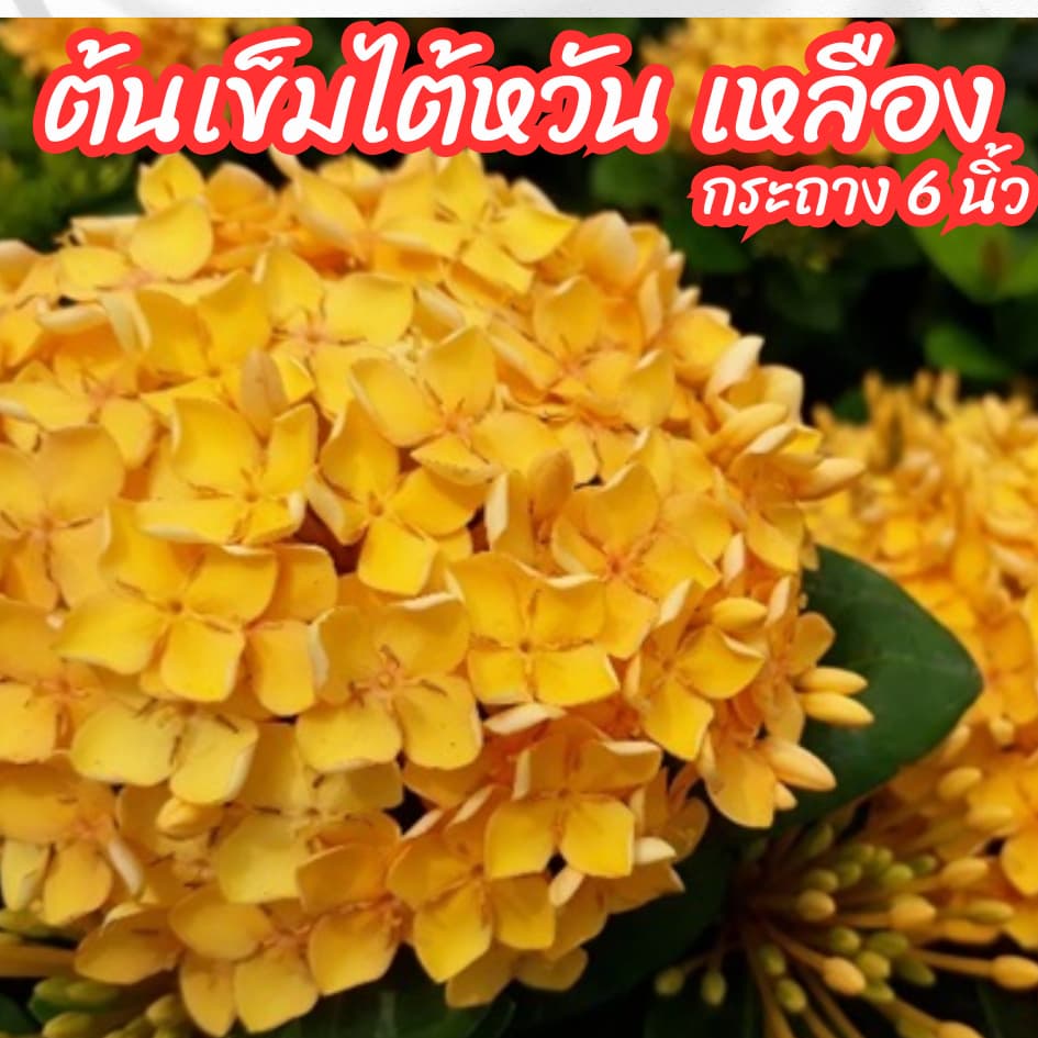 ต้นเข็มไต้หวันดอกสีเหลือง กระถาง 6 นิ้ว ออกดอกตลอดทั้งปี ดอกทนไม่ร่วงง่าย รูปที่ 1