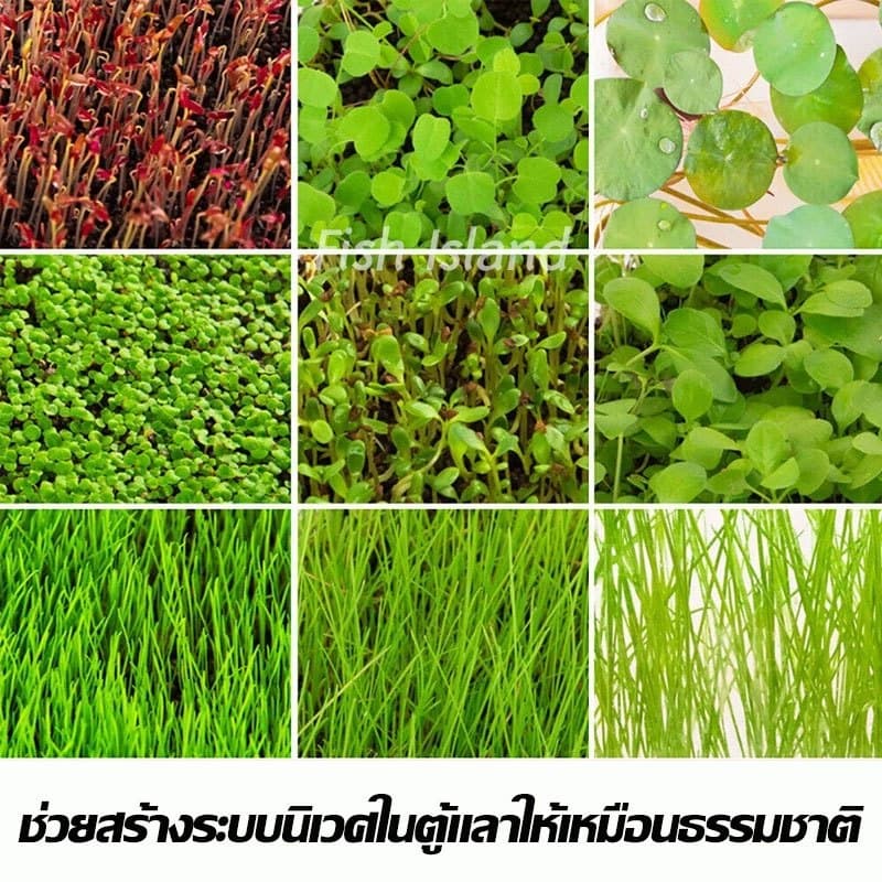 เมล็ดไม้น้ำ หญ้าไม้น้ำ ดินปลูกไม้น้ำ เมล็ดพันธุ์ไม้น้ำ ปลูกตกแต่งตู้ปลา เลี้ยงปลา รูปที่ 2