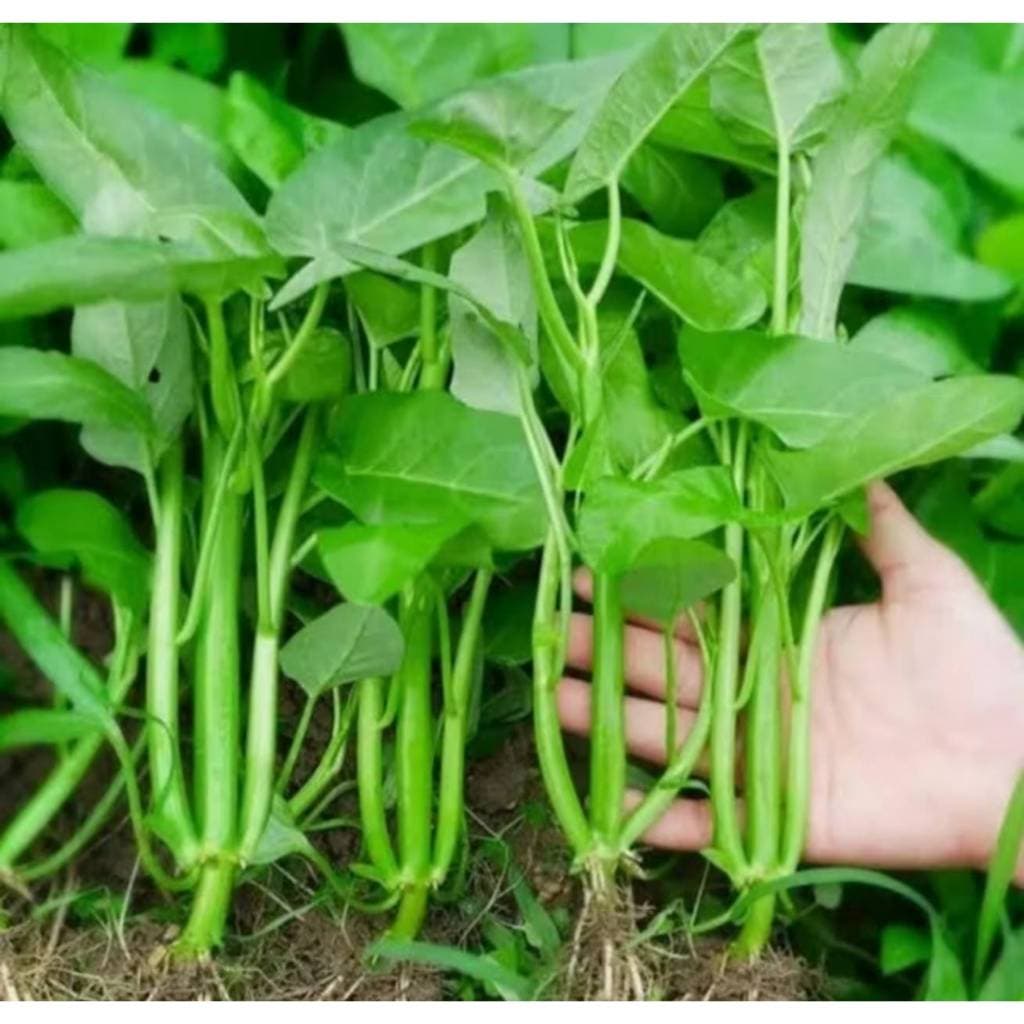 ผักบุ้งแก้วแตกกอ ถูกที่สุด10บ. รูปที่ 4