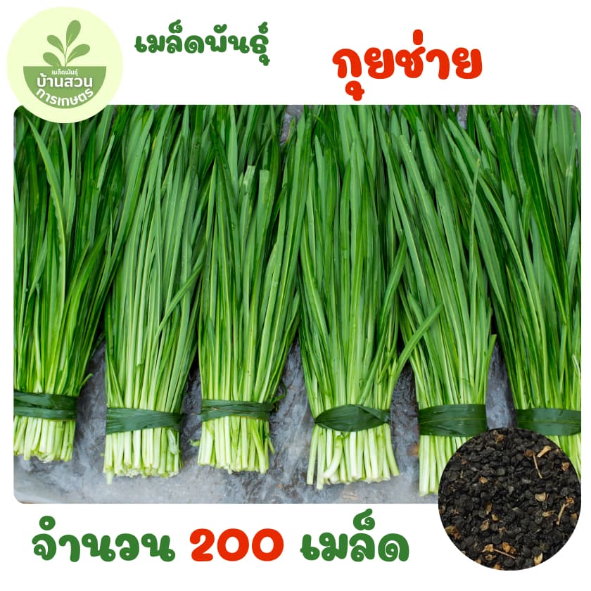 เมล็ดพันธุ์กุยช่าย จำนวน 200 เมล็ด รูปที่ 1