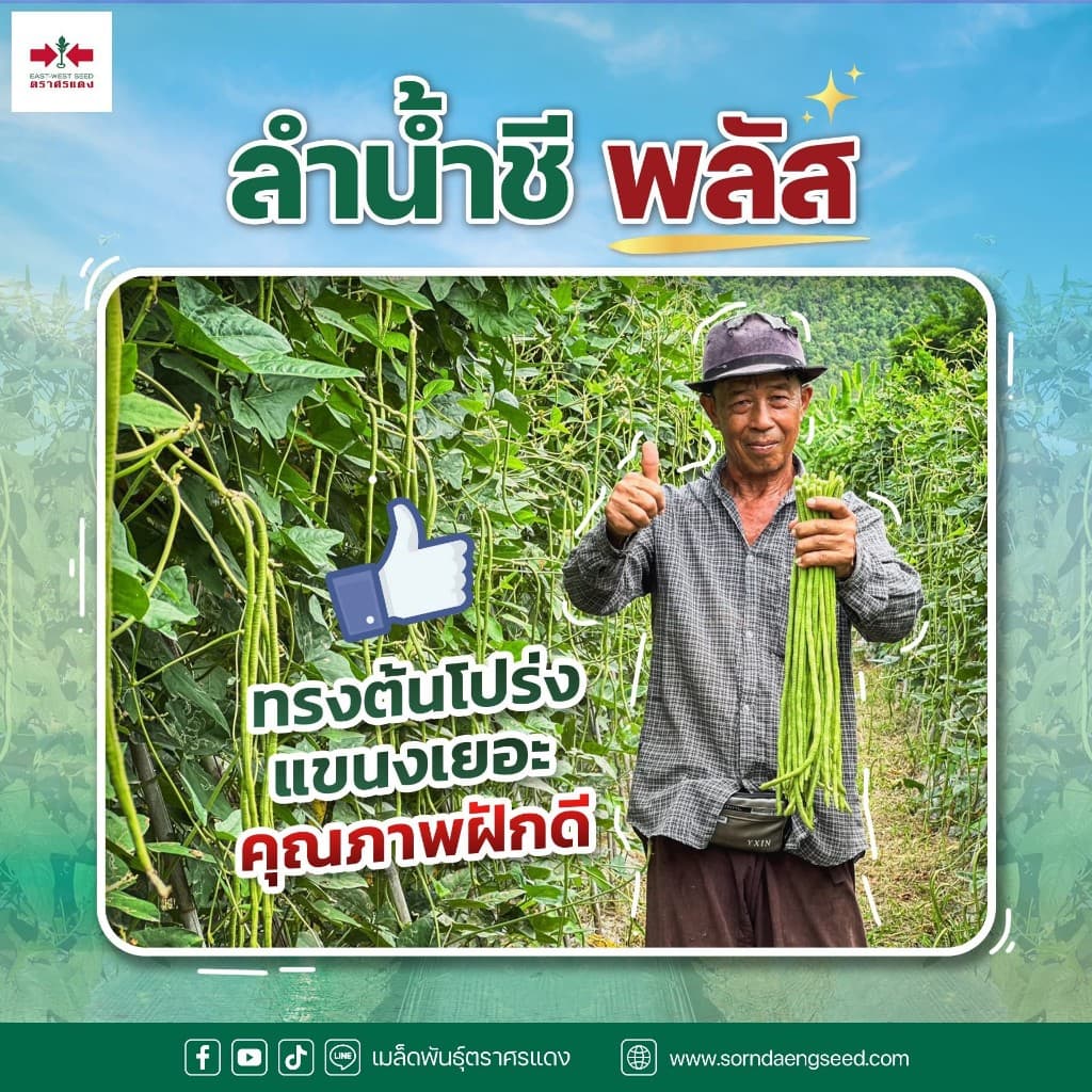 ถั่วฝักยาว ลำน้ำชีพลัส เมล็ดถั่วฝักยาว บรรจุ 100กรัม 500กรัม ตราศรแดง รูปที่ 6
