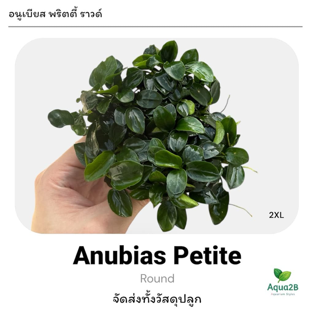 อนูเบียสพริตตี้ Anubias Pettie , Nana Petite Round อนูเบียส ต้นไม้น้ำเลี้ยงง่ายทน มีรับประกันตลอดขนส่ง รูปที่ 1