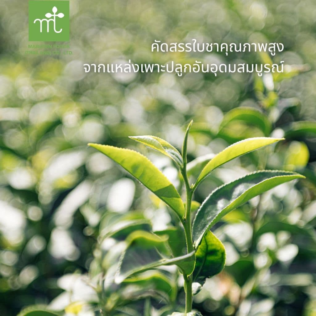 มารุเซ็น ชาเขียวญี่ปุ่นชนิดผง อัลติเมท ขนาด 100 กรัม Maruzen Matcha Ultimate รูปที่ 3