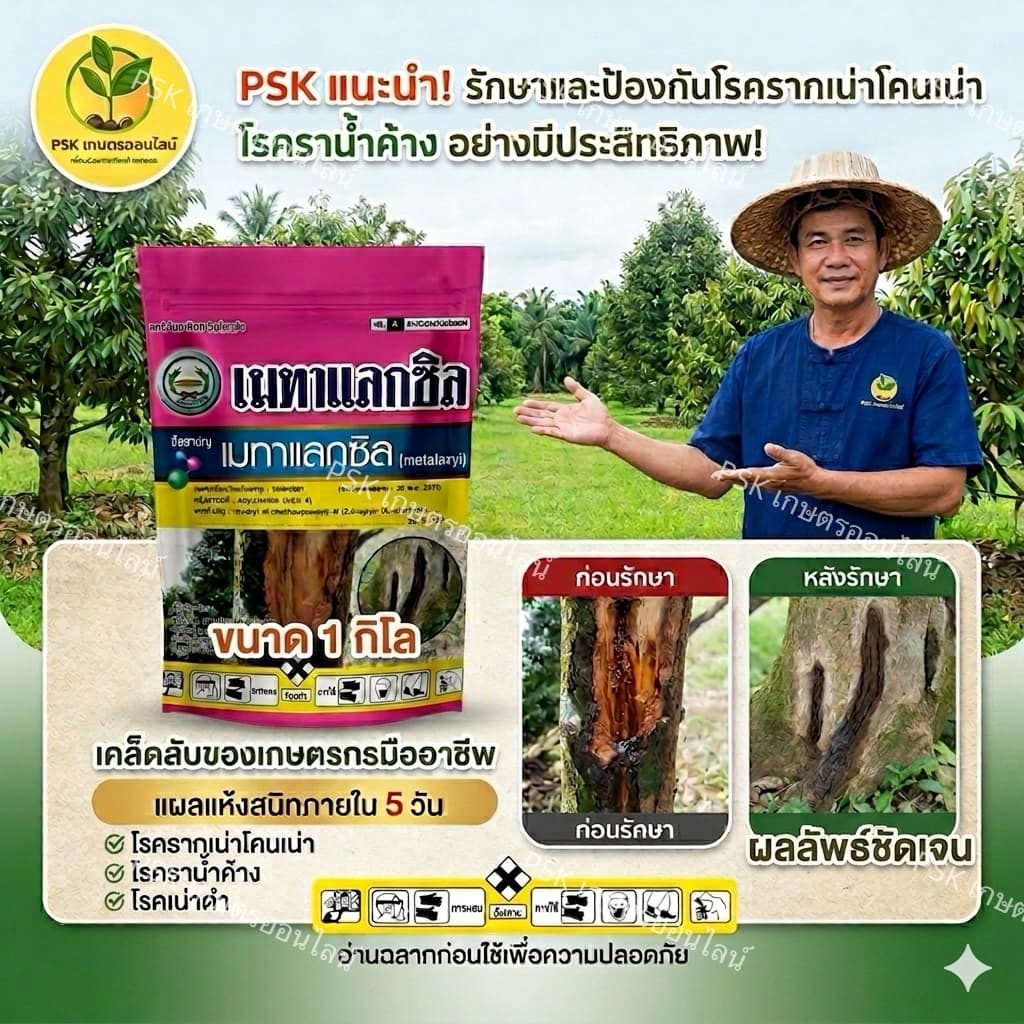 เมทาแลกซิล 25 WP สารป้องกัน กำจัดเชื้อรา โรครากเน่าโคนเน่า โรคพืชจากทางดิน ตราหวีทอง 1 กิโลกรัม รูปที่ 1