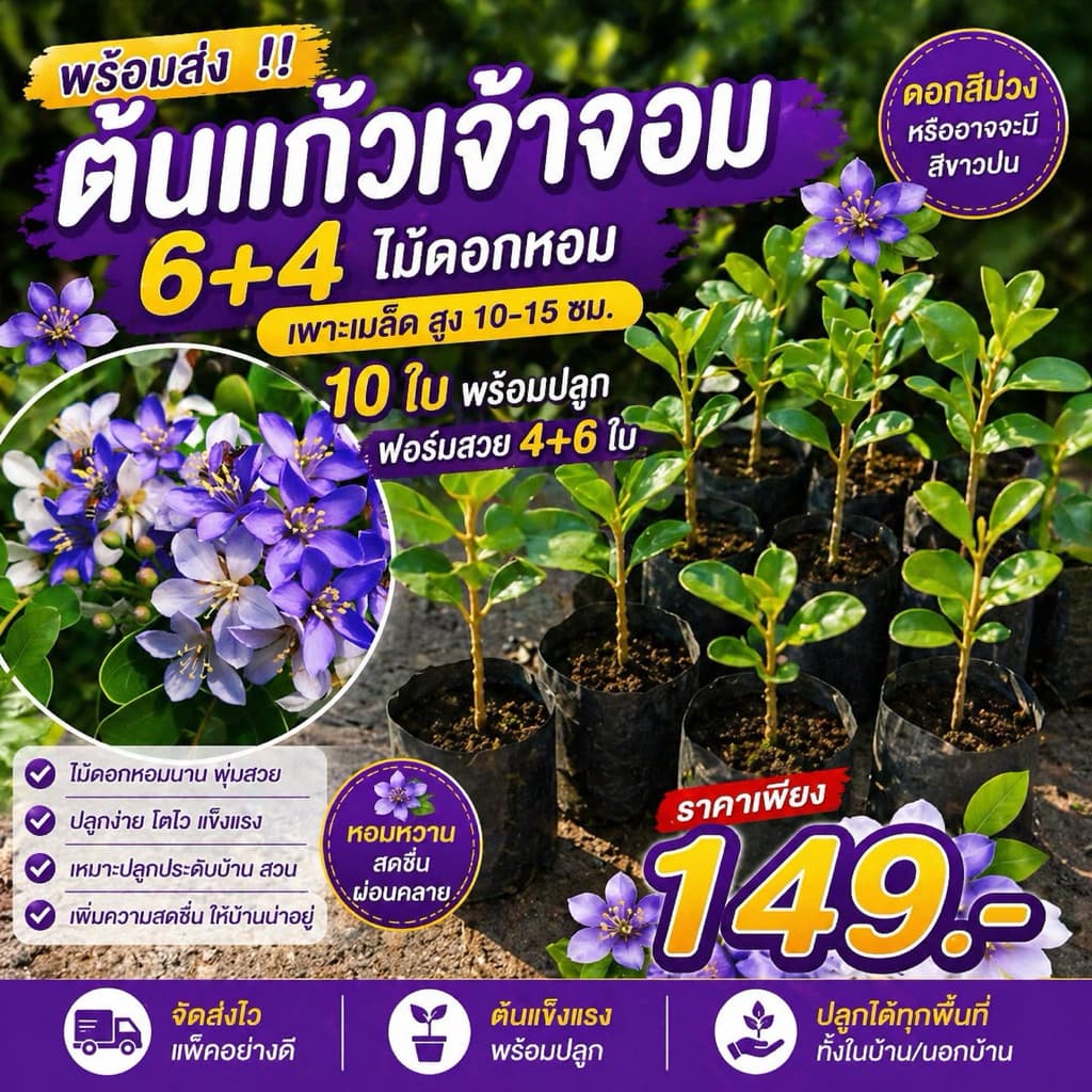 ต้นแก้วเจ้าจอม 6+4 ไม้ดอกหอม 10 ใบ พร้อมปลูก เพาะเมล็ด สูง 10-15 ซม. ฟอร์มสวย ราคาเพียง 149 บาท รูปที่ 1