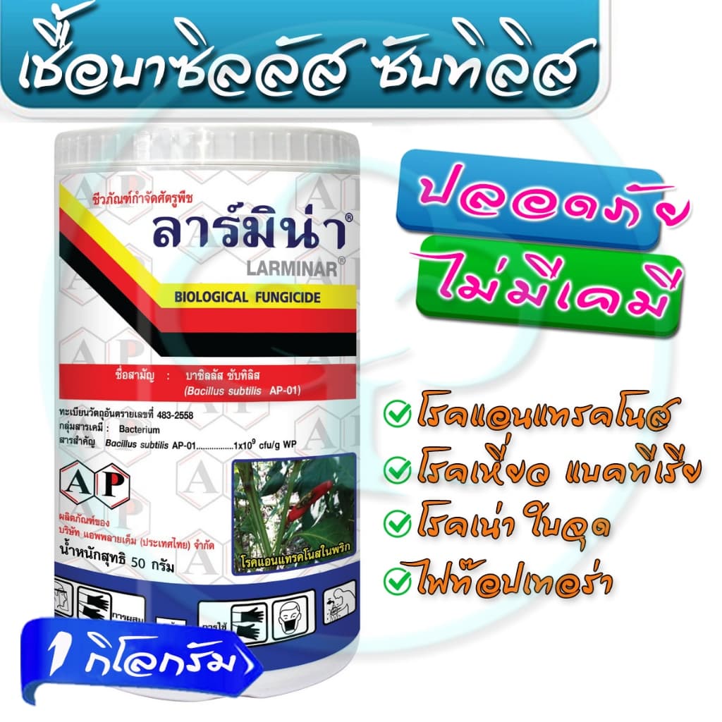 ลาร์มิน่า 1kg. บาซิลลัส ซับทิลิส ป้องกันกำจัดเชื้อราและแบคทีเรีย สารชีวภัณฑ์ เกษตรอินทรีย์ โรคแอนแทรคโนส โรคกุ้งแห้งพริก รูปที่ 3