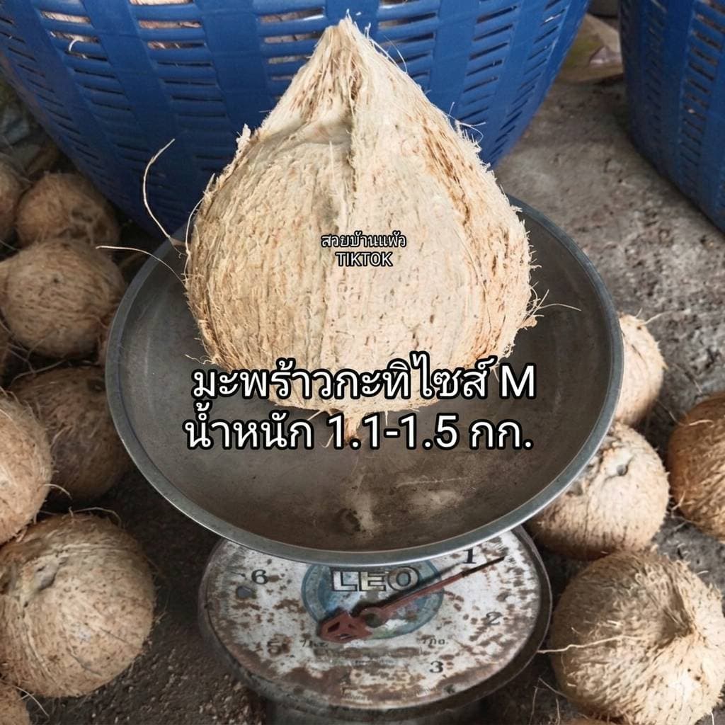 มะพร้าวกะทิ เนื้อฟู เหนียวนุ่ม สดใหม่ ส่งตรงจากสวนบ้านแพ้ว รูปที่ 6