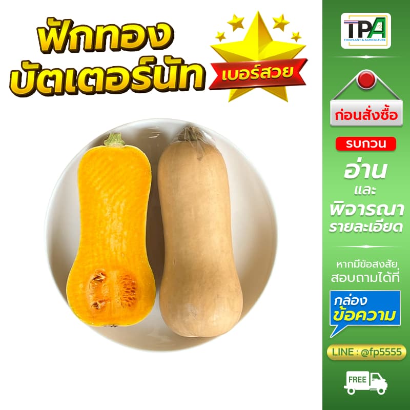 ฟักทองบัตเตอร์นัท 1, 2, 3, 4, 5 กก. - Butternut Squash . รูปที่ 5