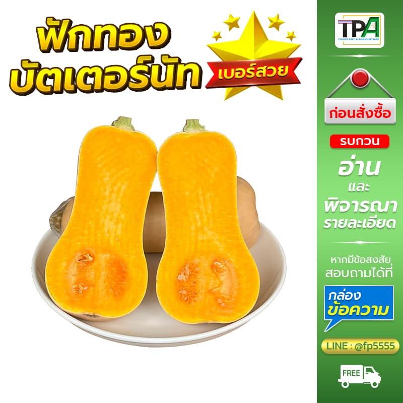 ฟักทองบัตเตอร์นัท 1, 2, 3, 4, 5 กก. - Butternut Squash . รูปที่ 7