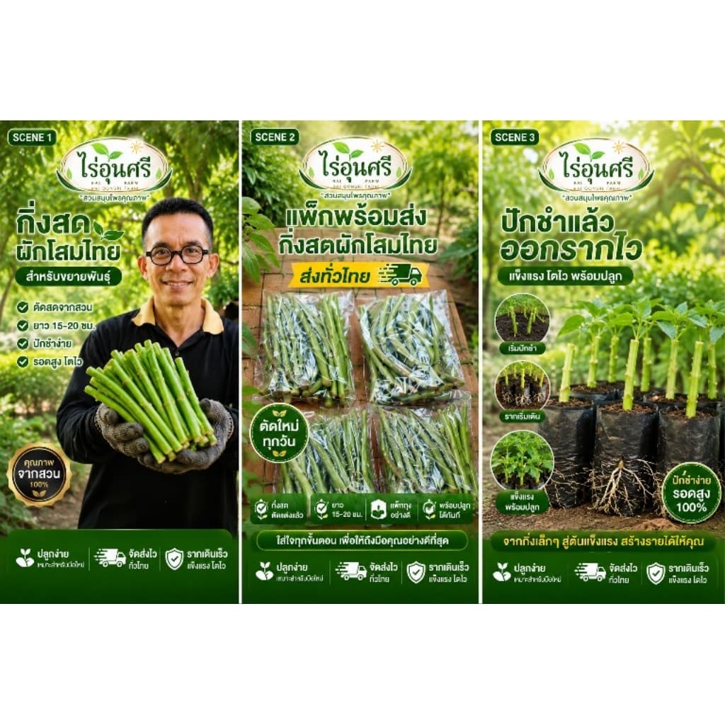 กิ่งละ 3 บาท! โสมไทยกิ่งสด พร้อมปักชำ ชุด 20 กิ่ง 50 บาท จากไร่อุ่นศรี รูปที่ 1