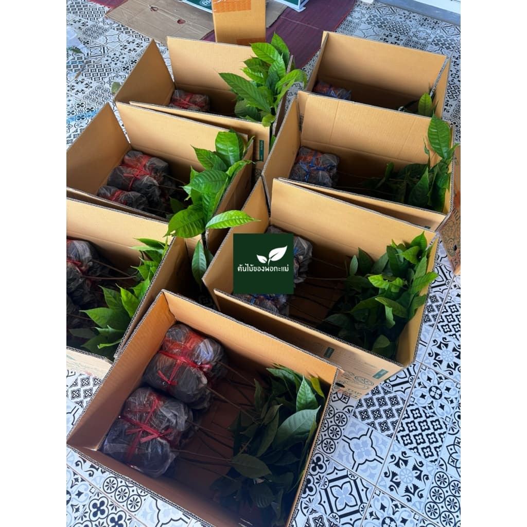 ต้นโกโก้​ พันธุ์​ชุมพร​1 ชุด12ต้น สูง​50ซม.โตไวพร้อมปลูก รูปที่ 4
