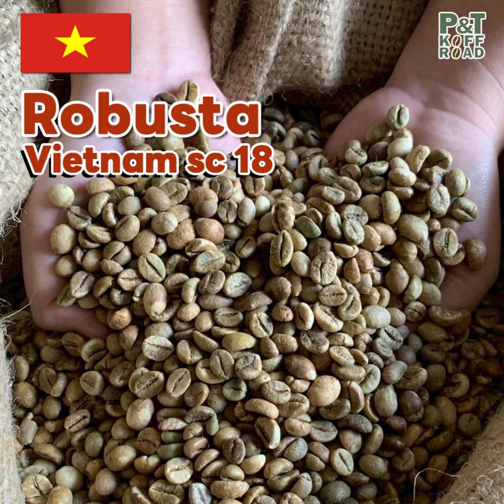 สารกาแฟโรบัสต้าเวียดนาม SC16-18 | Dry Process or Natural Process P&T KoffRoad รูปที่ 4