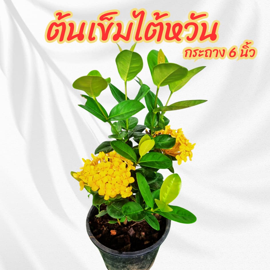 ต้นเข็มไต้หวันดอกสีเหลือง กระถาง 6 นิ้ว ออกดอกตลอดทั้งปี ดอกทนไม่ร่วงง่าย รูปที่ 4