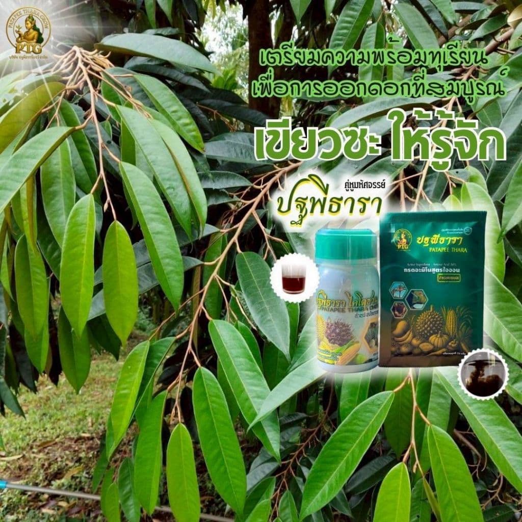 ชุดคู่หูมหัศจรรย์ปฐพีธารา สูตรดั้งเดิม รูปที่ 2