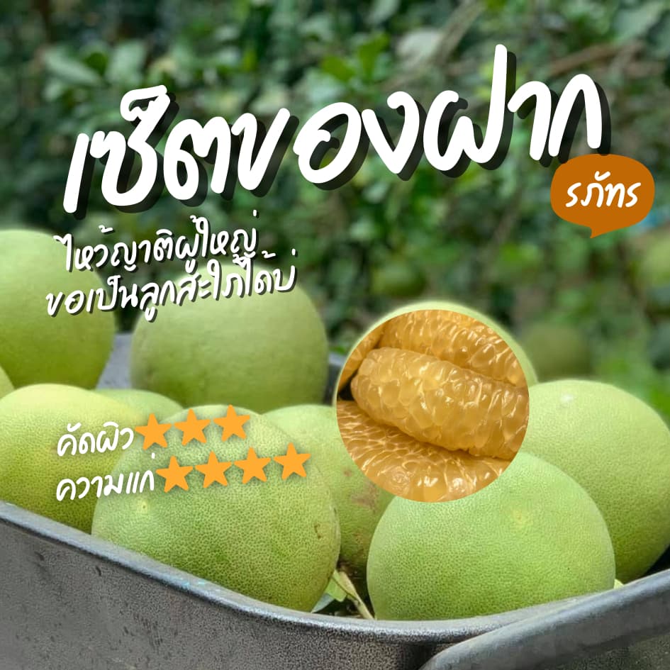 ส้มโออัมพวา ขาวใหญ่ กล่อง 3 ลูก - ของฝากให้ญาติผู้ใหญ่ รูปที่ 1