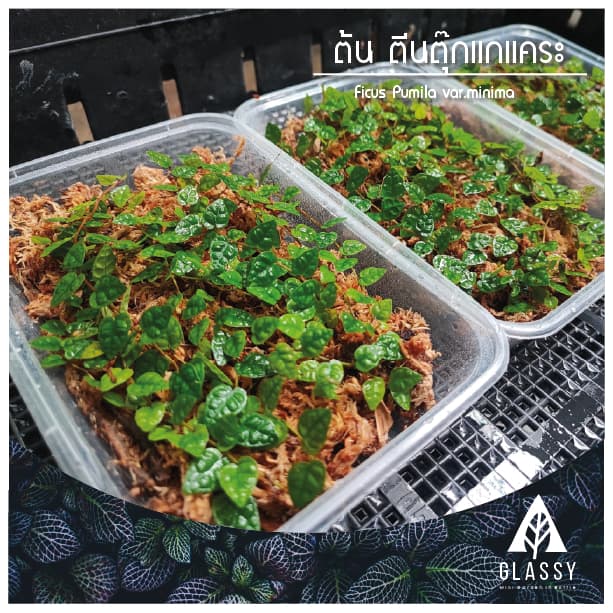 กิ่งตัดสด ต้นตีนตุ๊กแกแคระ Ficus Pumila var.minima ต้นไม้ตกแต่งTerrarium สวนตู้ชื้น รูปที่ 5