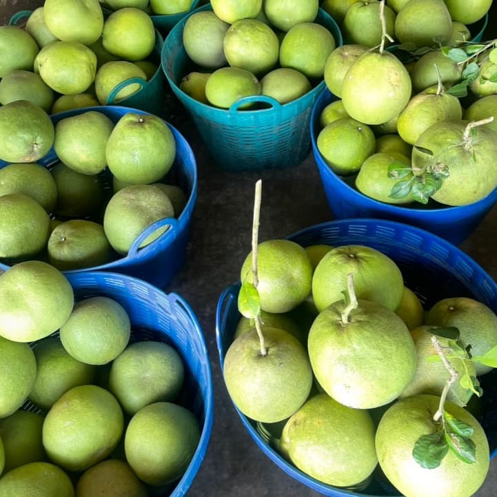 ส้มโอขาวใหญ่อัมพวาแท้ ส่งตรงจากสวน ขายเอง - คละไซส์ รูปที่ 6