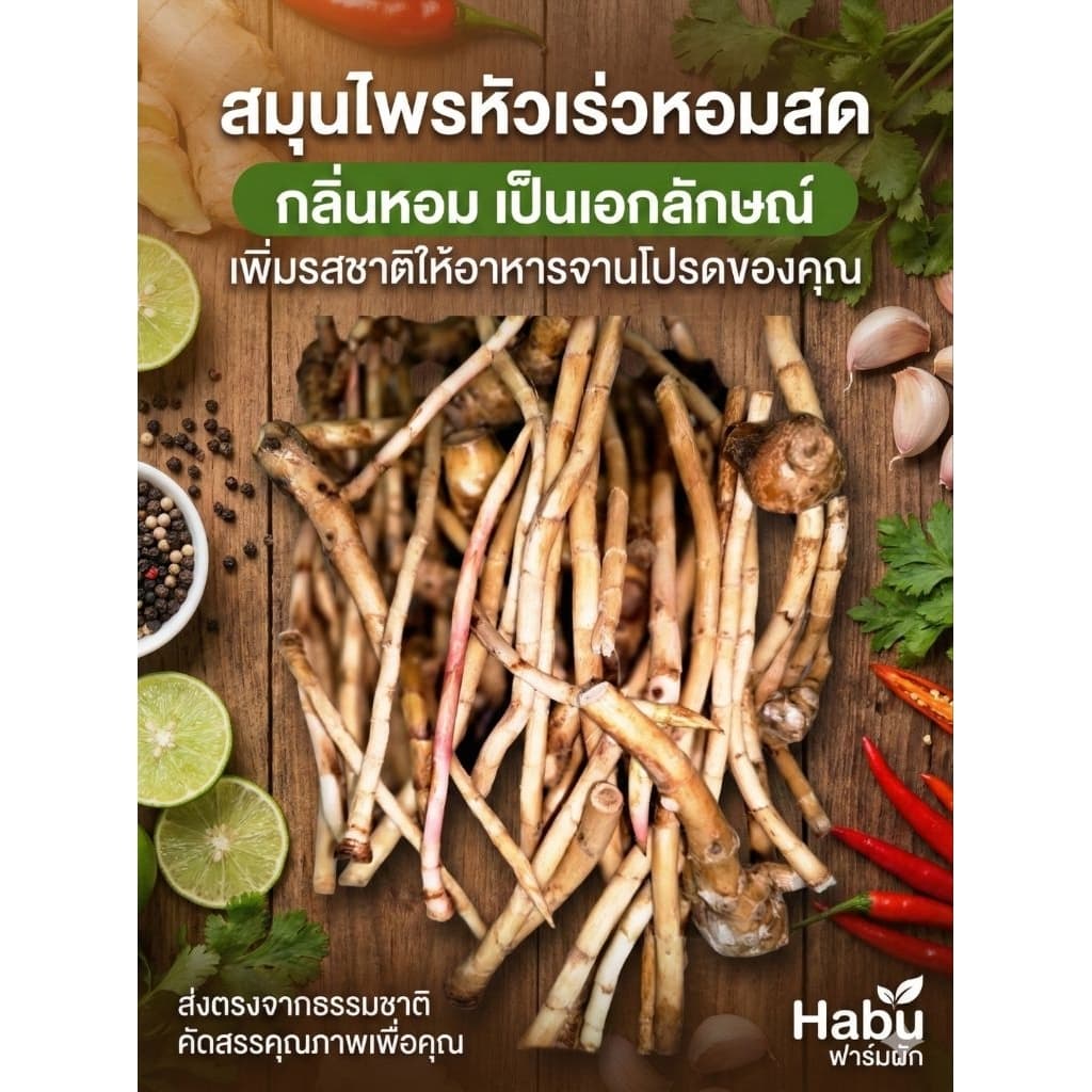 หัวเร่วสด 1 กิโลกรัม เร่ว เร่วหอม พืชสมุนไพร ต้มน้ำซุป ก๋วยเตี๋ยว รูปที่ 4