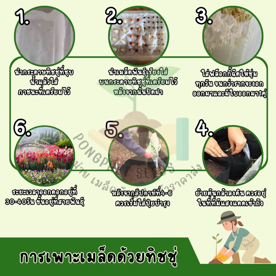เมล็ดพันธุ์ดอกระฆังสีหวาน 10 เมล็ด รูปที่ 7