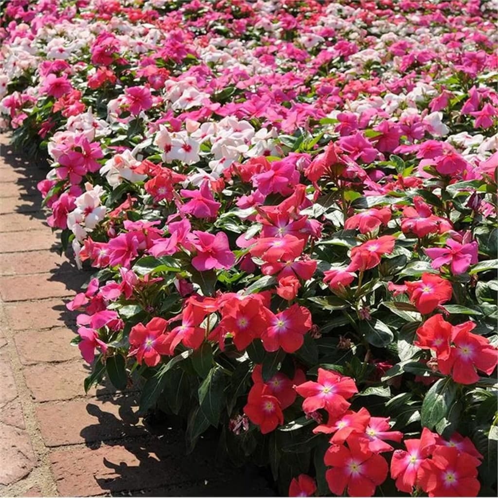 450เมล็ดพันธุ์ดอกแพงพวยคละสี ปลูกง่าย โตไว อัตราการงอกสูง รูปที่ 7