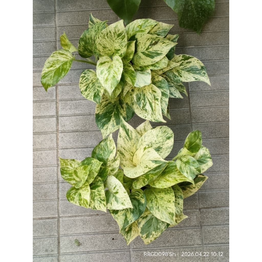 พลูด่าง/พลูด่างราชินีหินอ่อนMarble Queen กระถาง3-8นิ้วและแบบกิ่งตัดสด รูปที่ 3