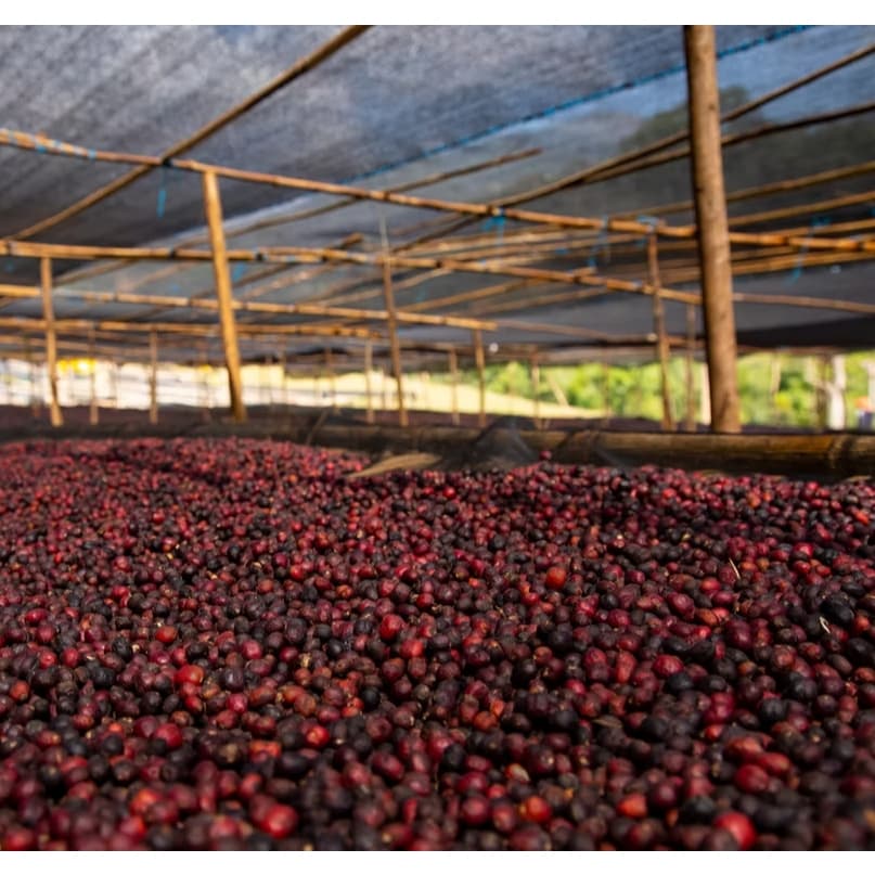Ethiopia Bensa Hamasho Natural เมล็ดกาแฟเอธิโอเปียคั่วอ่อน รูปที่ 4