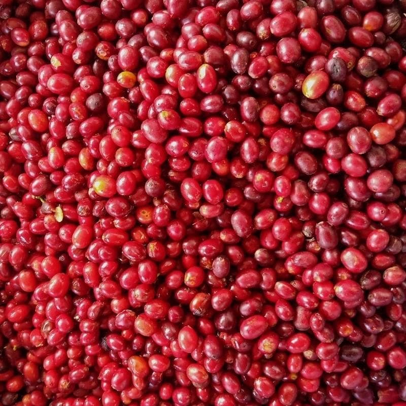 เมล็ดกาแฟคั่้ว Stone Fruit coffee คล้ายดอกไม้ รสชาติหวานฉ่ำ รูปที่ 6