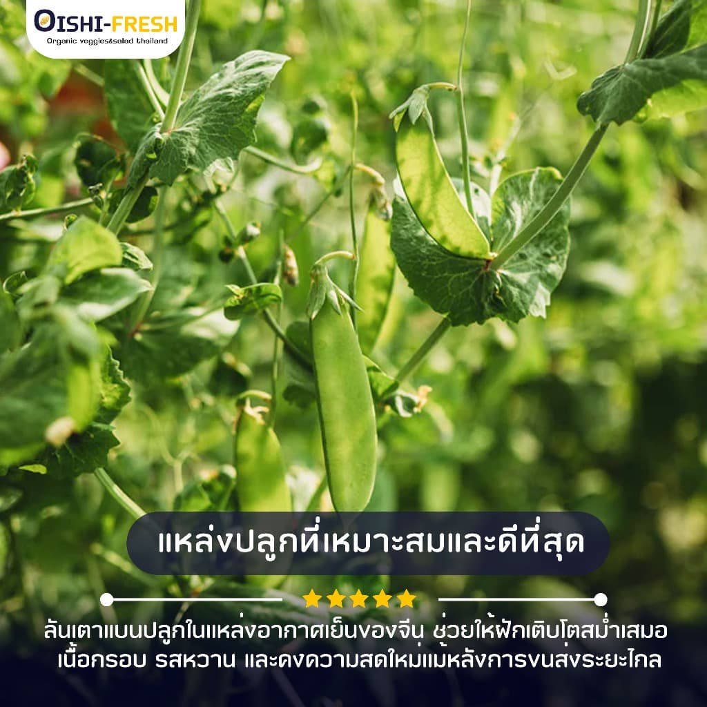 Oishi-Fresh ถั่วลันเตาแบน 1 กก.ปลอดสารพิษ รสชาติกรอบ สด ใหม่ ใยอาหารสูง หวานออร์แกนิค จัดส่ง 24 ชม. รูปที่ 4