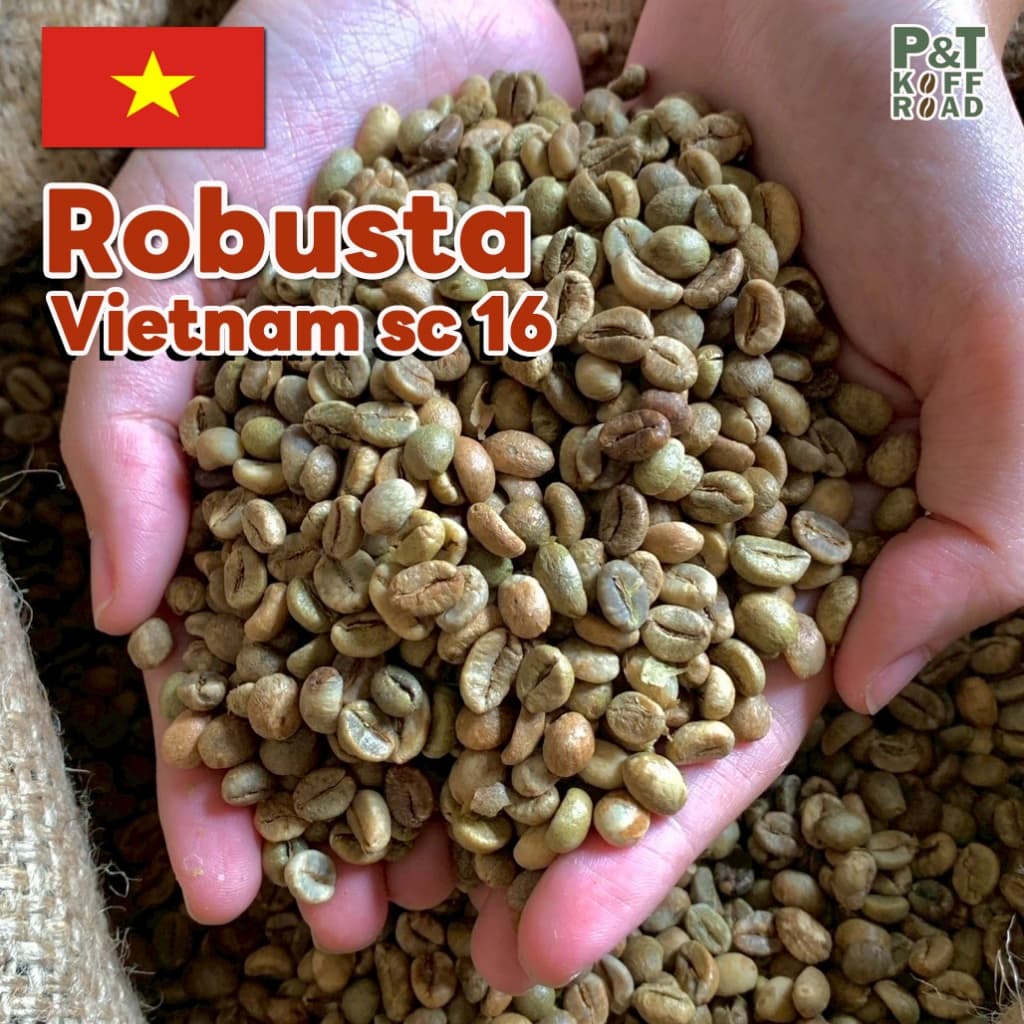 สารกาแฟโรบัสต้าเวียดนาม SC16-18 | Dry Process or Natural Process P&T KoffRoad รูปที่ 3