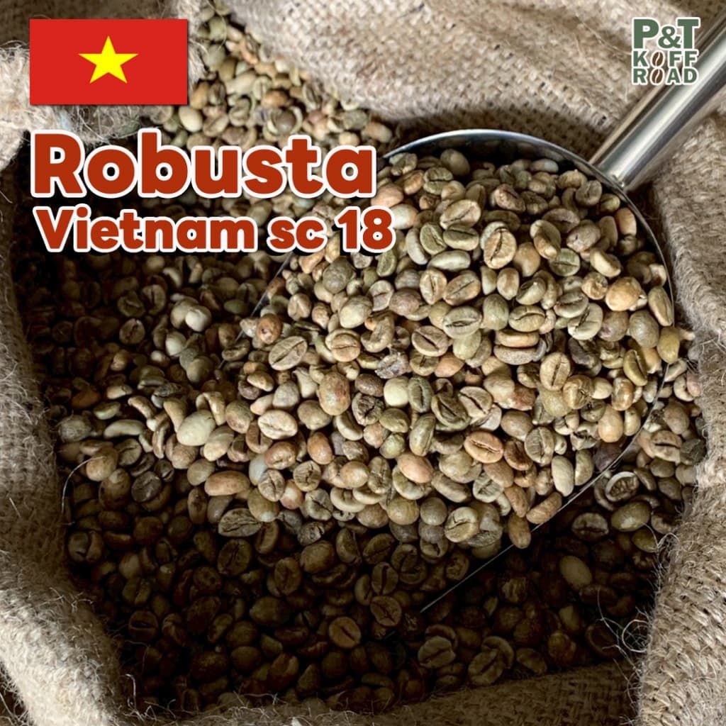 สารกาแฟโรบัสต้าเวียดนาม SC16-18 | Dry Process or Natural Process P&T KoffRoad รูปที่ 5